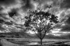 USA-Hawaii-Kauai-Infrared image of Lone tree in Taro fields Landscape Print